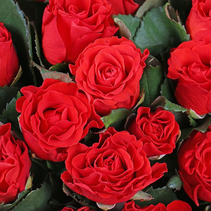 25 red roses – flower delivery in Nizhnie_seregozi