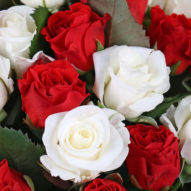 25 red and white roses – flower delivery in Nizhnie_seregozi