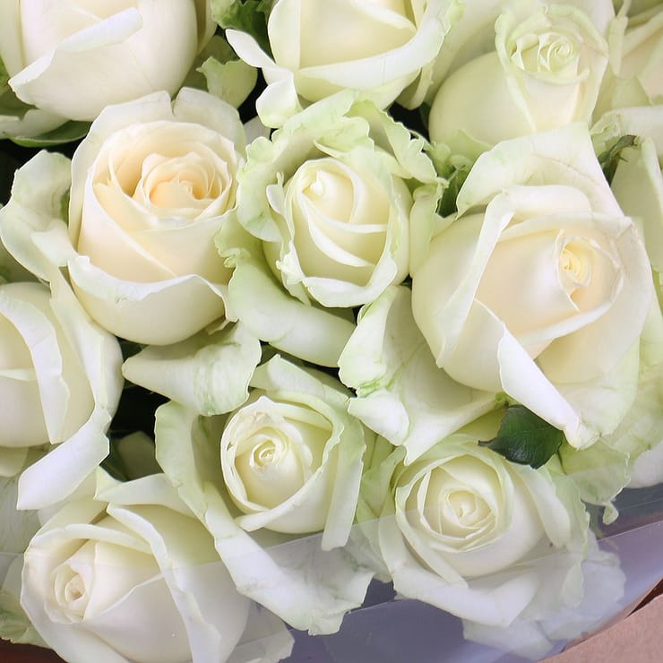 25 white roses – flower delivery in Volnyansk