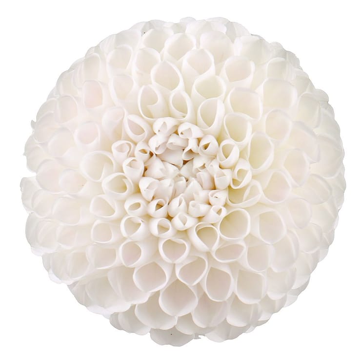 White dahlia by piece – flower delivery in Kiev - Solomenskiy district