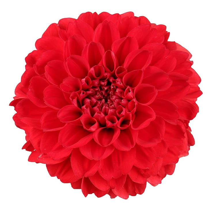 Red dahlia by piece – flower delivery in Kiev - Solomenskiy district