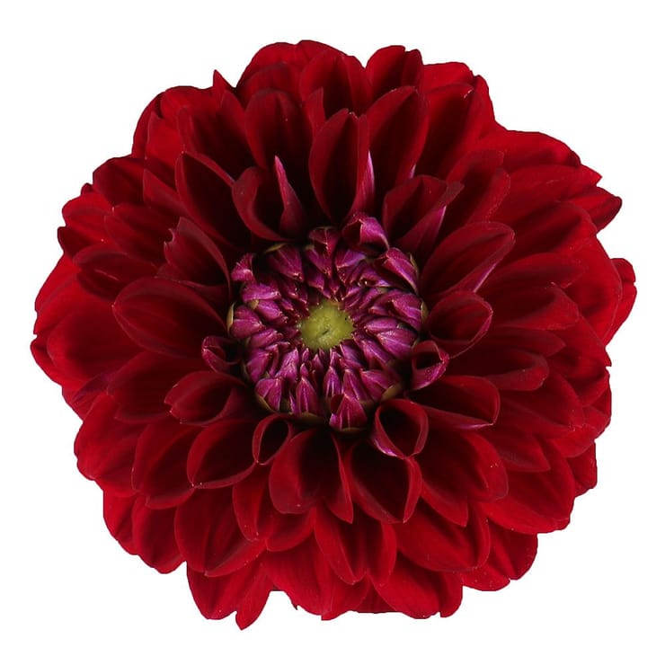 Burgundy dahlia by piece – flower delivery in Kiev - Solomenskiy district