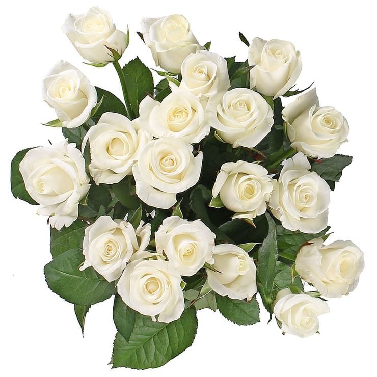 Роза Белуга поштучно – доставка цветов в Киев - за город