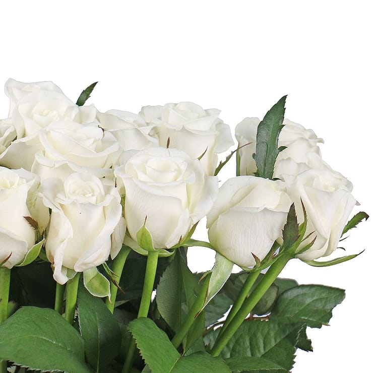 Роза Белуга поштучно – доставка цветов в Киев - за город