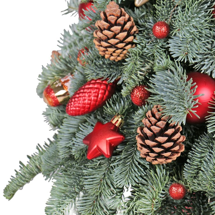 Натуральна ялинка в коробці – доставка квітів у Сумська область