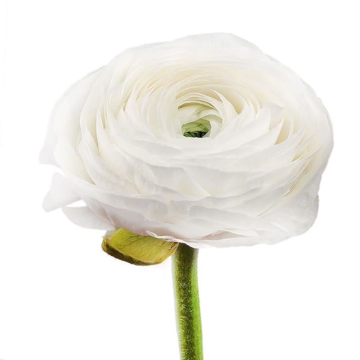 Ranunculus white by piece – flower delivery in Rock Paint