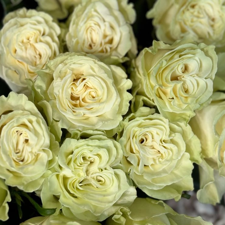 Rose Mondial by piece 90 cm – flower delivery in Borispol