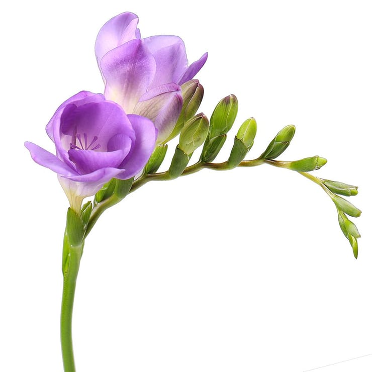 Freesia purple piece – flower delivery in Bezons