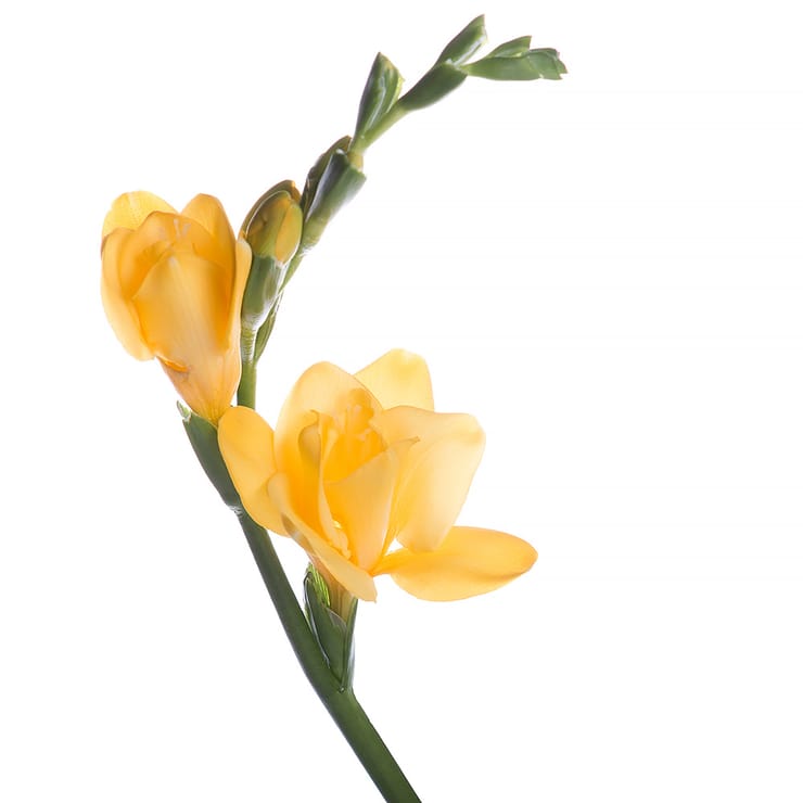 Фрезия желтая поштучно – доставка цветов в Киев - за город