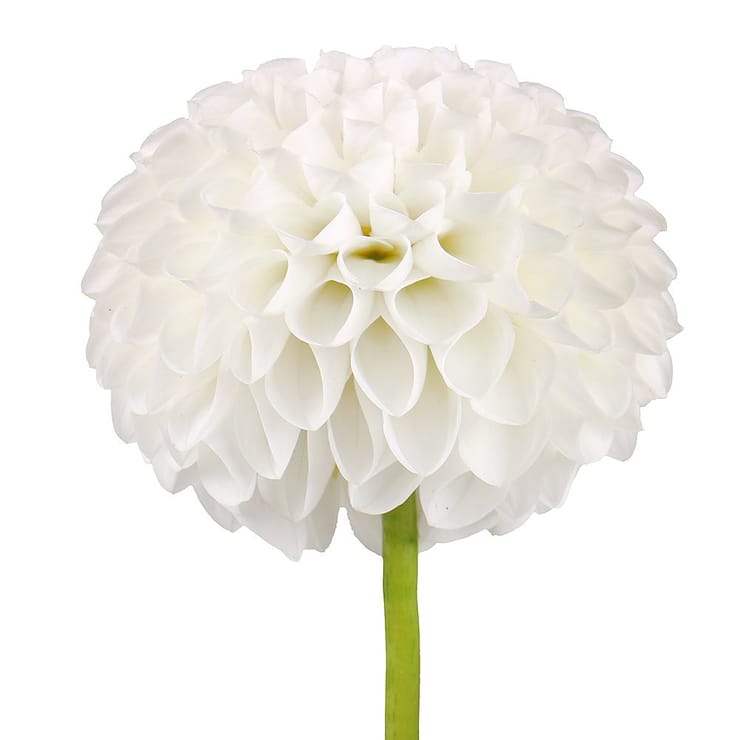 White dahlia by piece – flower delivery in Kiev - Solomenskiy district