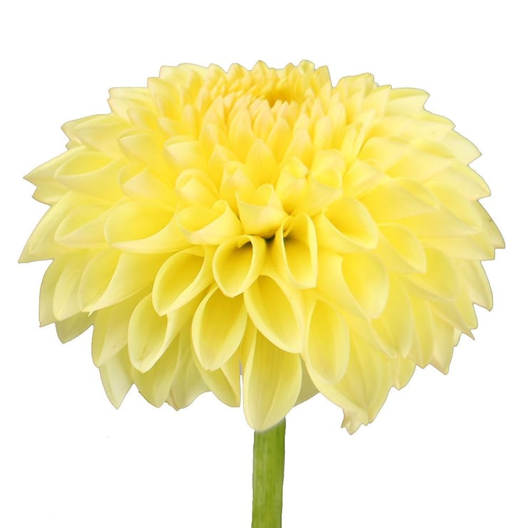 Yellow dahlia by piece – flower delivery in Kiev - Solomenskiy district