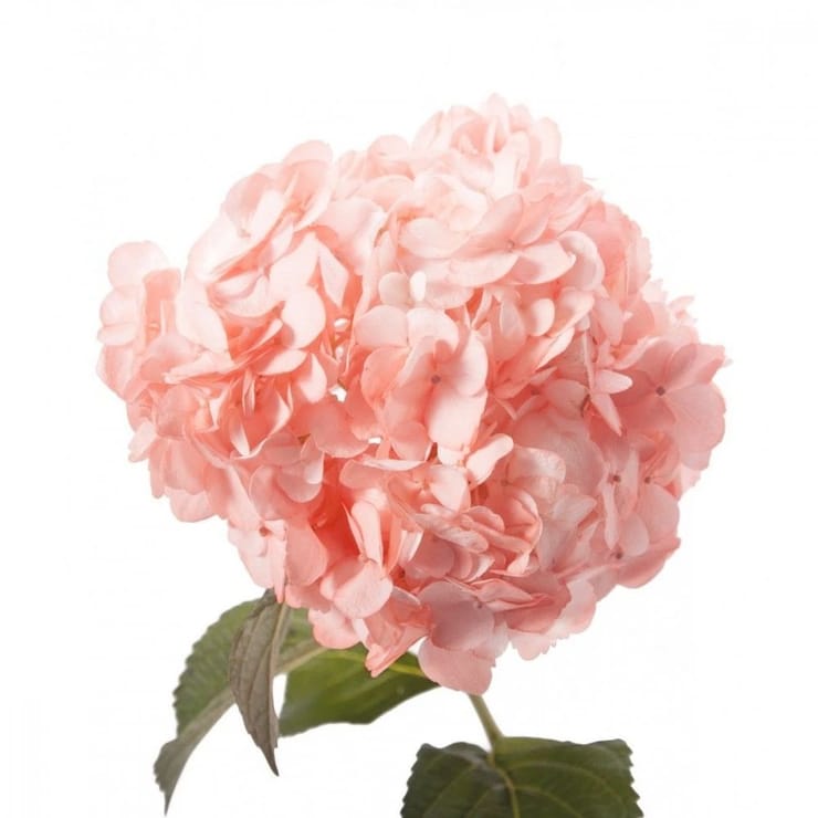 Гортензия розовая поштучно – доставка цветов в Киев - за город