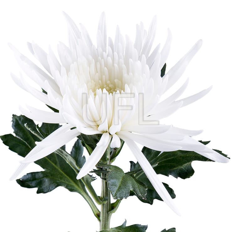 Хризантема біла поштучно – доставка квітів у Айленд Резортс