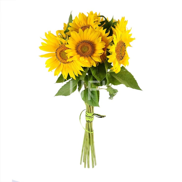 Of sunflowers, Uzhgorod
