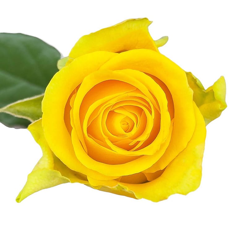 Желтые розы поштучно – доставка цветов в Киев - за город