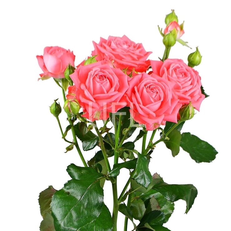 Coral spay roses by the piece, Kharkov