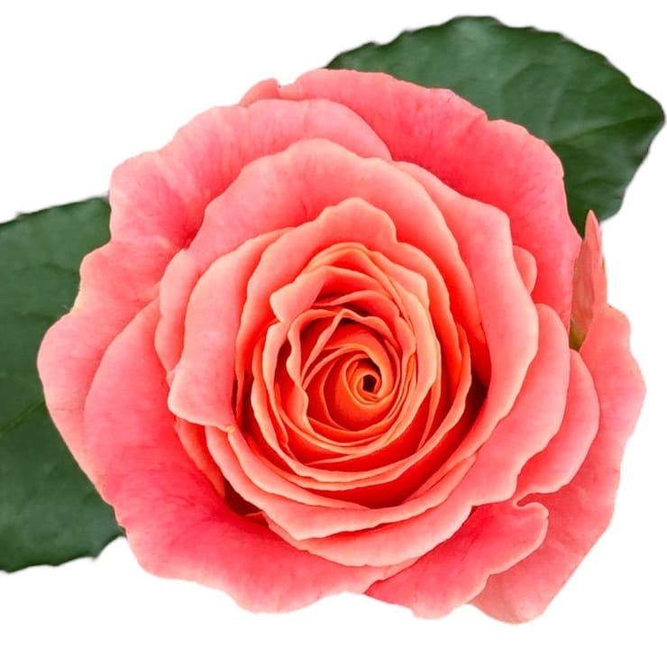 Коралловые розы поштучно – доставка цветов в Киев - за город