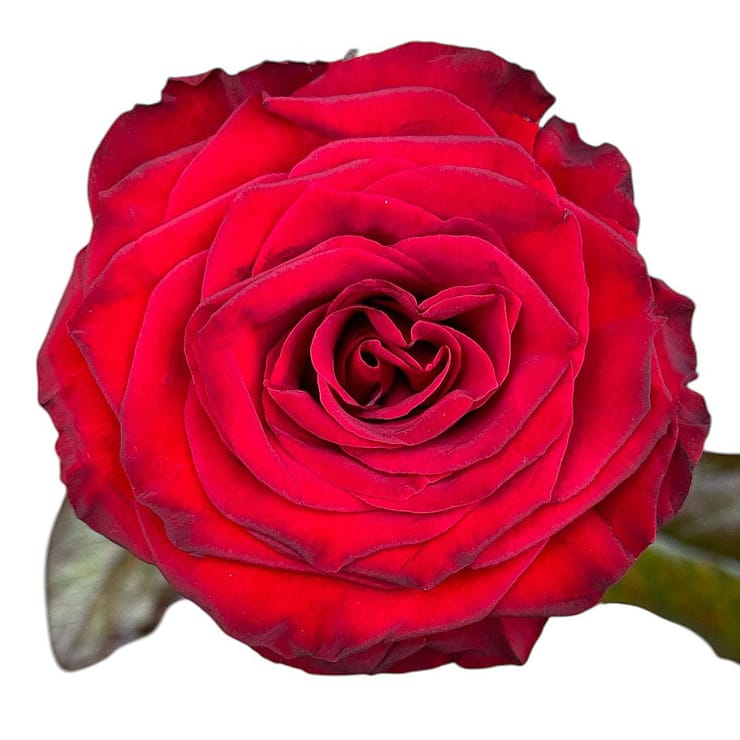 Red roses by the piece – flower delivery in Volnyansk