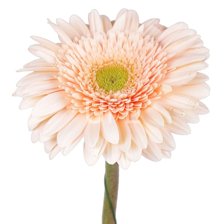 Кремовые герберы поштучно – доставка цветов в Киев - за город