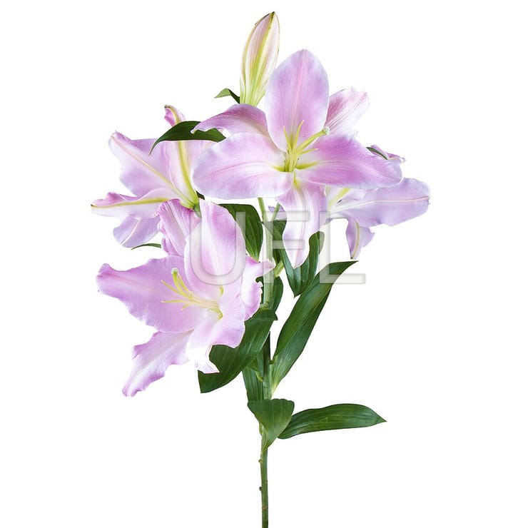 Лилия розовая поштучно – доставка цветов в Киев - за город