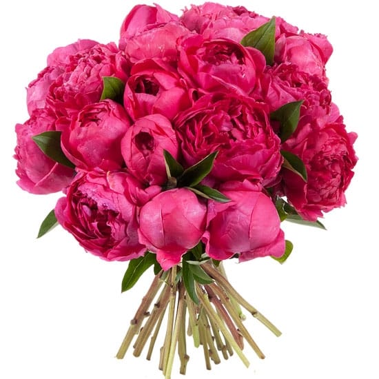 Crimson peonies – flower delivery in Znamenka