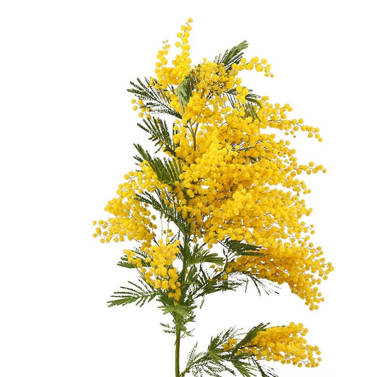 Букет цветов Мимоза поштучно – доставка цветов в Киев - за город