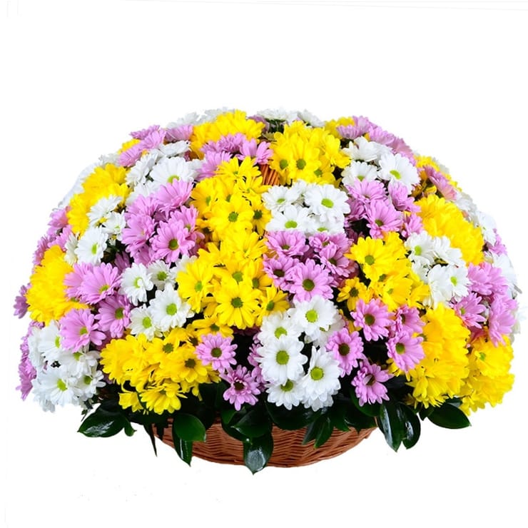 Basket of mix chrysanthemum, Kharkov