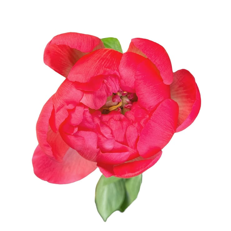 Peony coral by piece – flower delivery in Yubileynoye (Dnepropetrovsk, Ukraine)