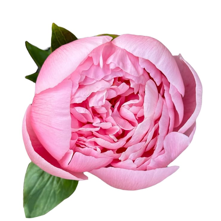 Peony Salmon Pink by piece – flower delivery in Yubileynoye (Dnepropetrovsk, Ukraine)