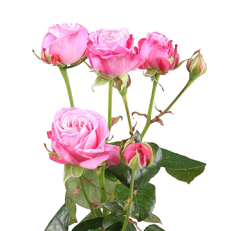 Pink spray roses by piece – flower delivery in Starobelsk