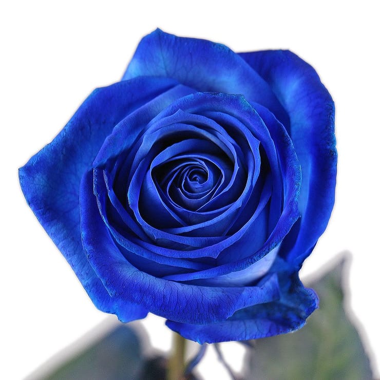 Blue roses by the piece – flower delivery in Kiev - Local district