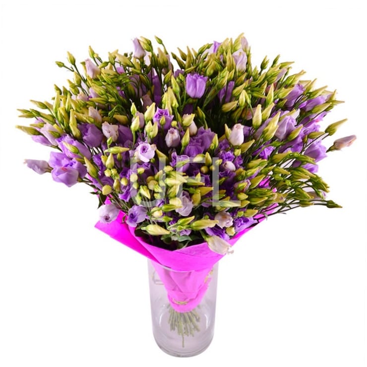 Purple, Nikolaev