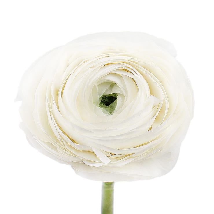 Ranunculus white by piece – flower delivery in Traverse City