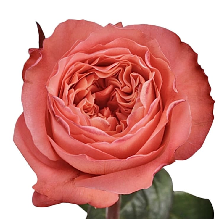 Rose Candy Xpression – flower delivery in Kiev - Local district