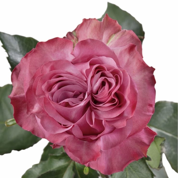 Rose Country Blues – flower delivery in Kiev - Local district