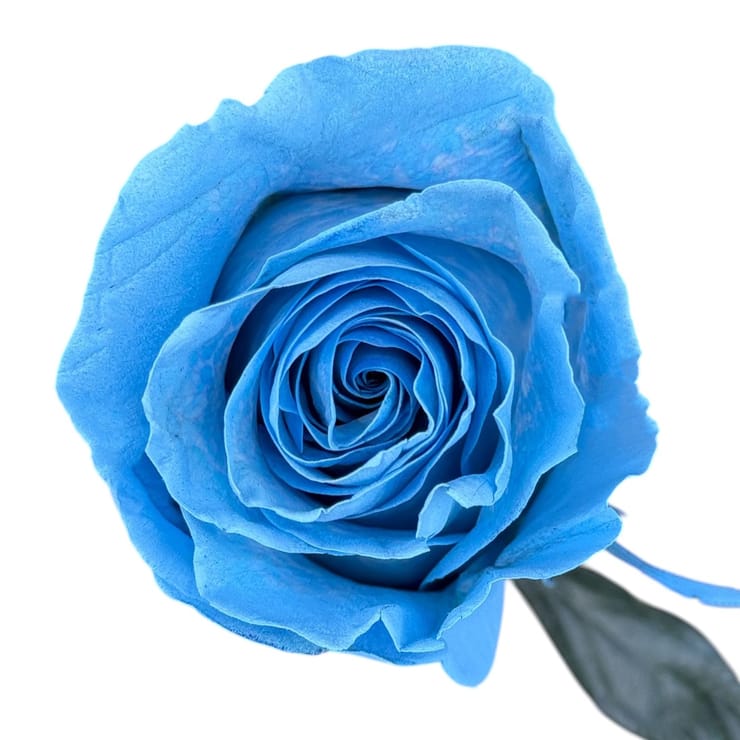 Blue rose by piece – flower delivery in Gadsden