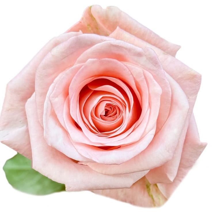 Розы Кимберли поштучно – доставка цветов в Киев - за город