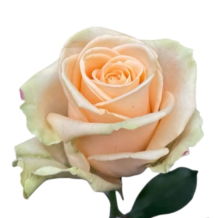 Rose Peach Avalanche – flower delivery in Soderhamn