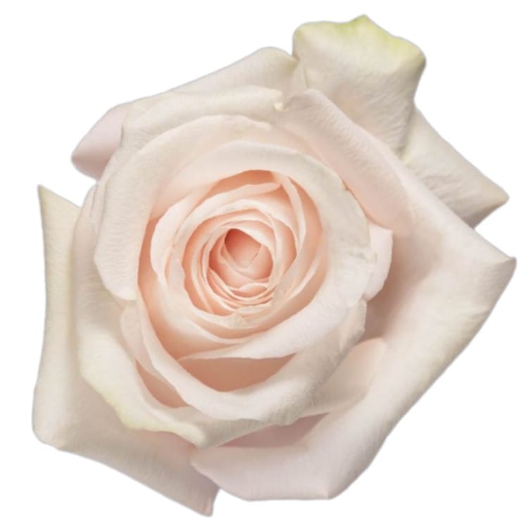 Rose Pomarosa by piece – flower delivery in Kiev - Local district