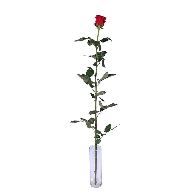 Красные розы поштучно (1м), Житомир