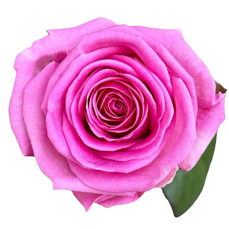 Pink roses by the piece – flower delivery in Starobelsk