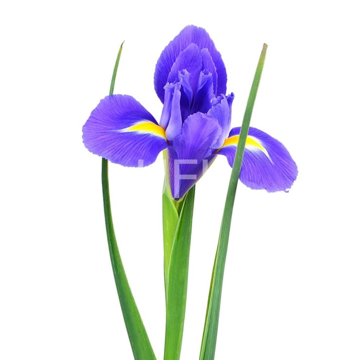 Blue irises by the piece, Chernigov