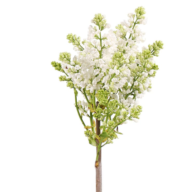 Сирень белая поштучно – доставка цветов в Киев - за город