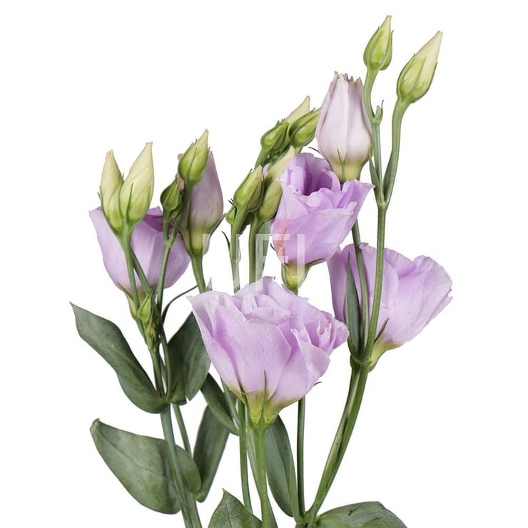 Бузкові еустоми поштучно – доставка квітів у Миронівка