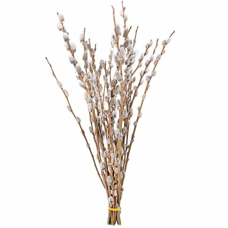 Willow branches, Kyiv (Kiev)