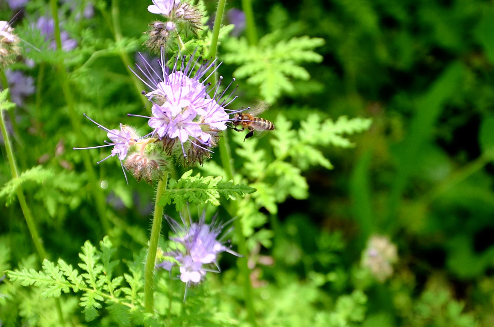 фацелия, цветы фацелии