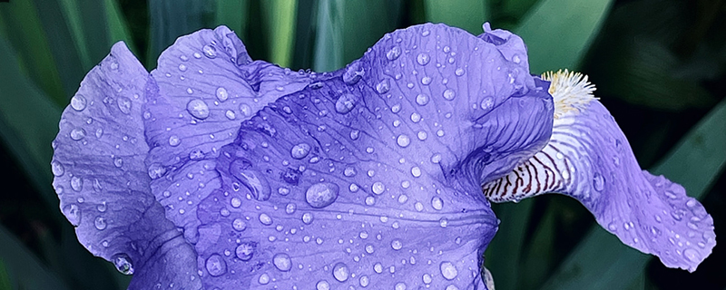 ирис синий садовый