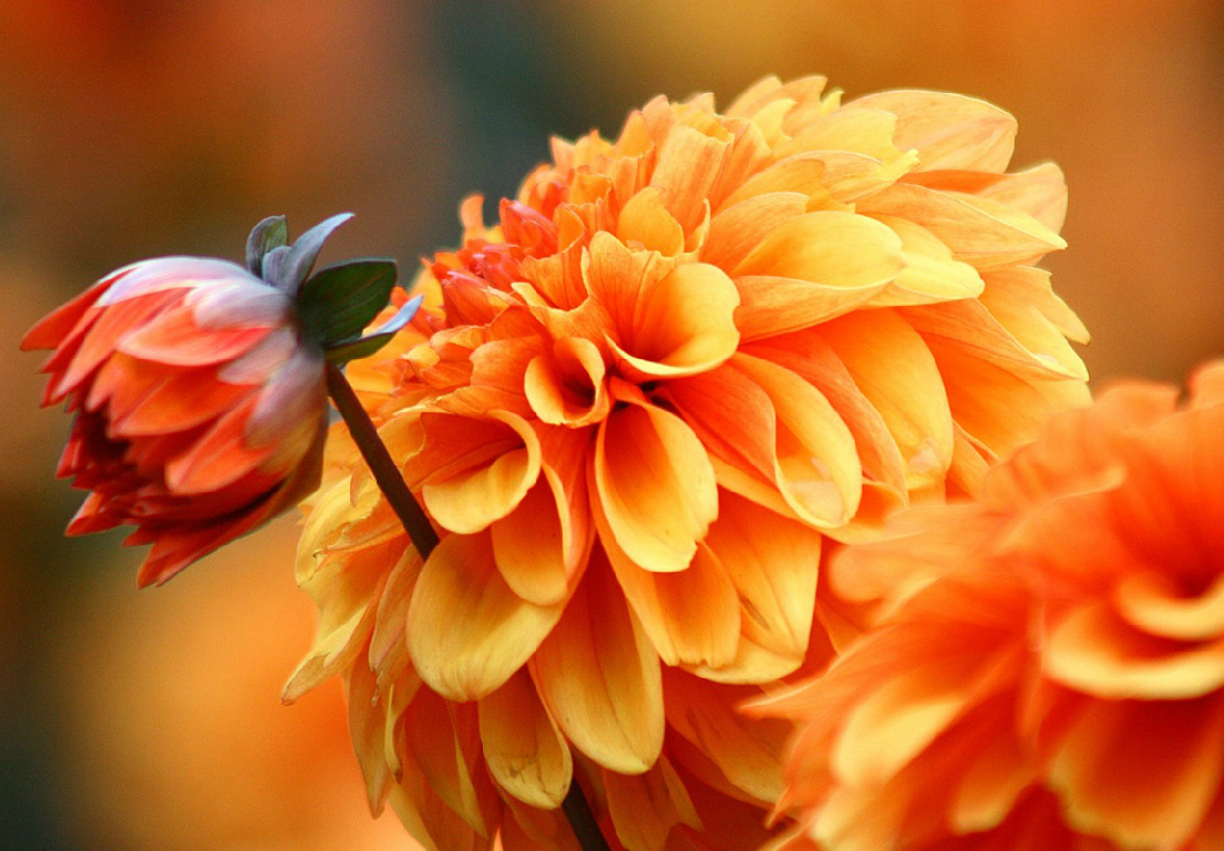 Autumn flowers Autumn flowers