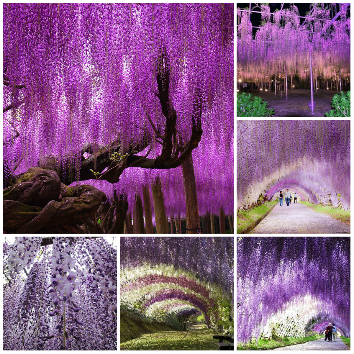 Top 10 Unusual Places on the Planet - Wisteria Tunnel