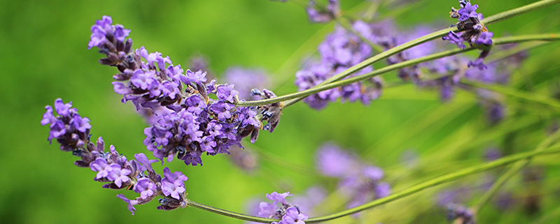 лаванда поле